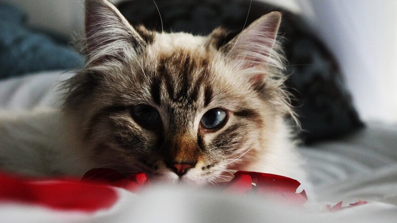 fluffy cat with blue eyes