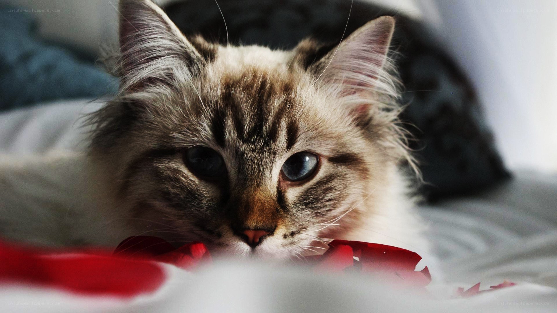 fluffy cat with blue eyes