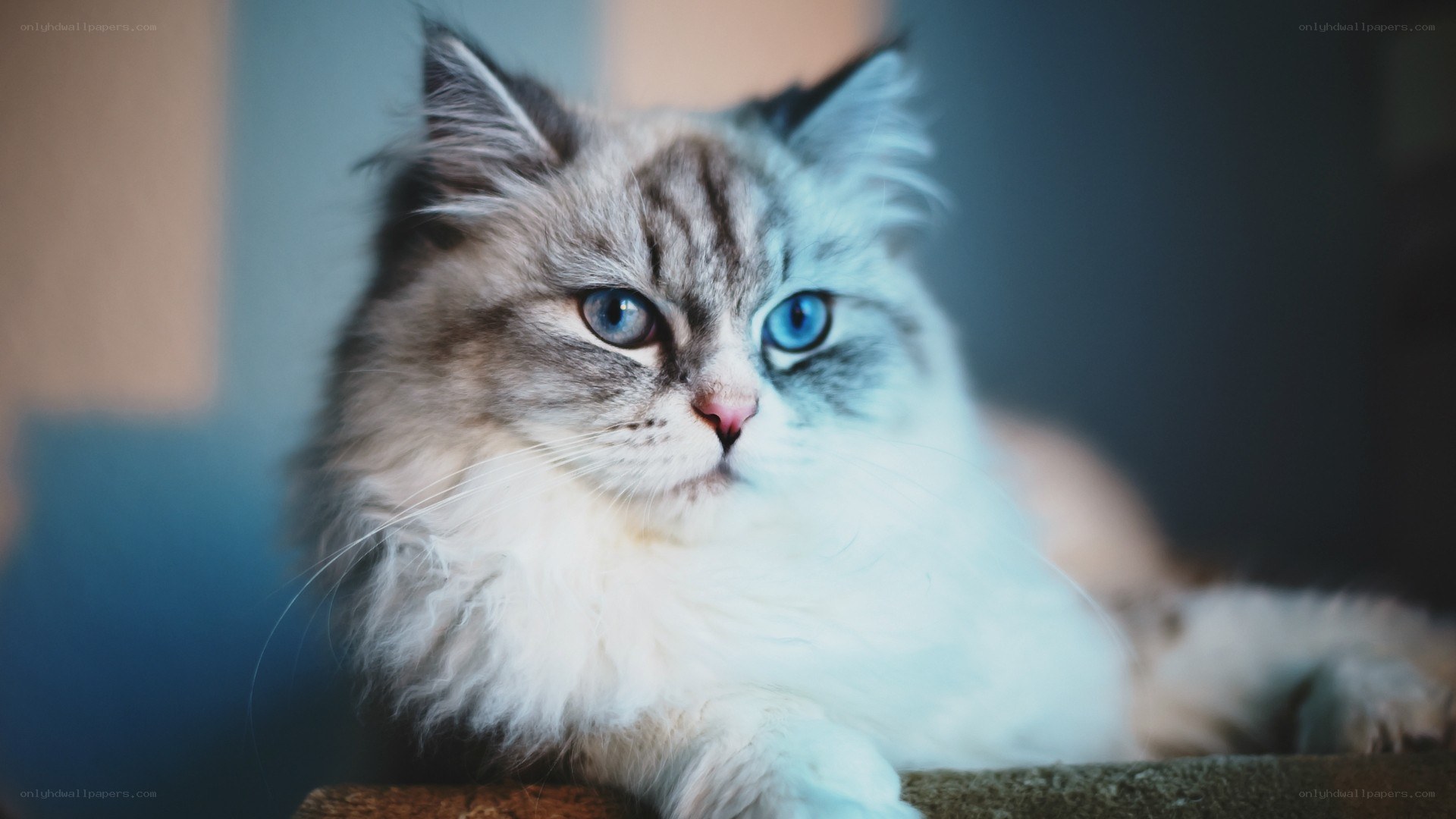 fluffy cat with blue eyes