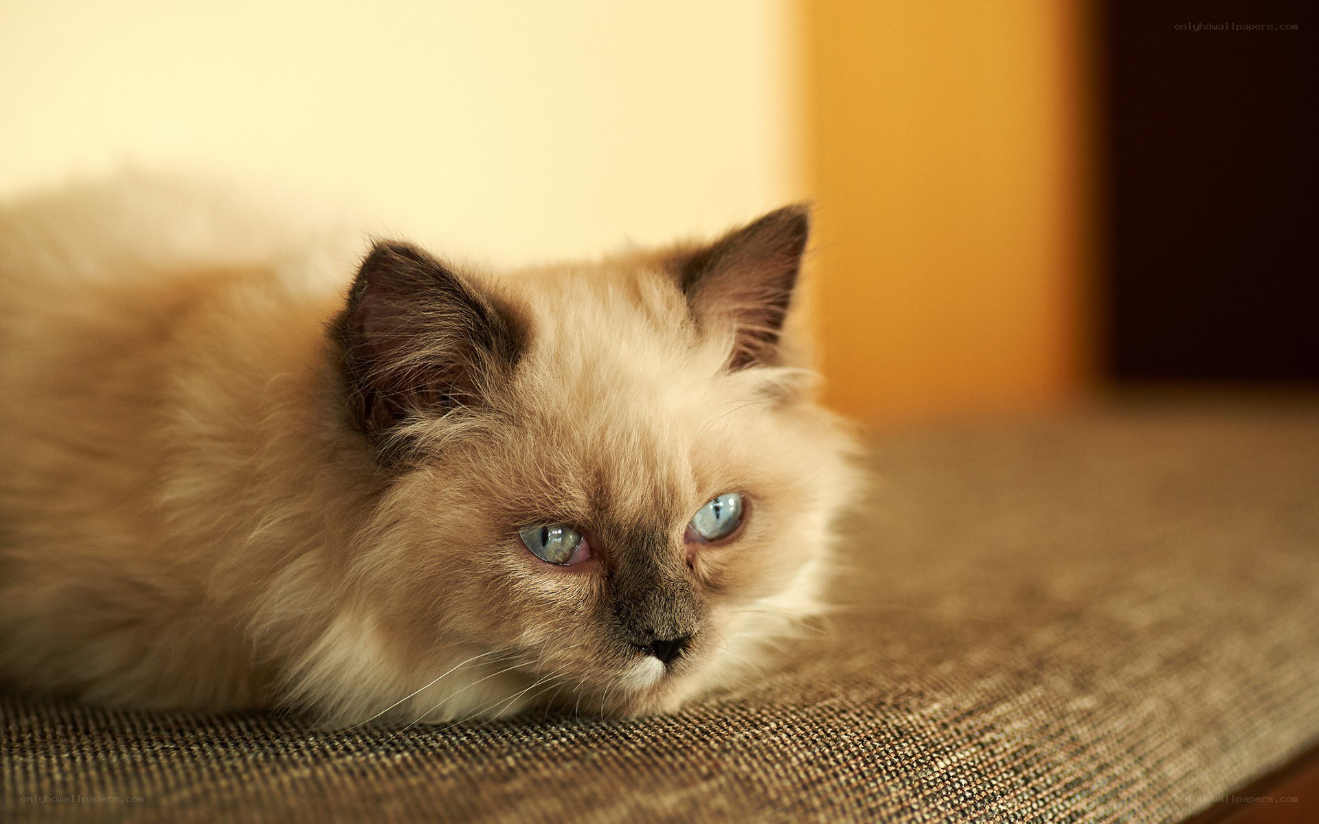 fluffy cat with blue eyes