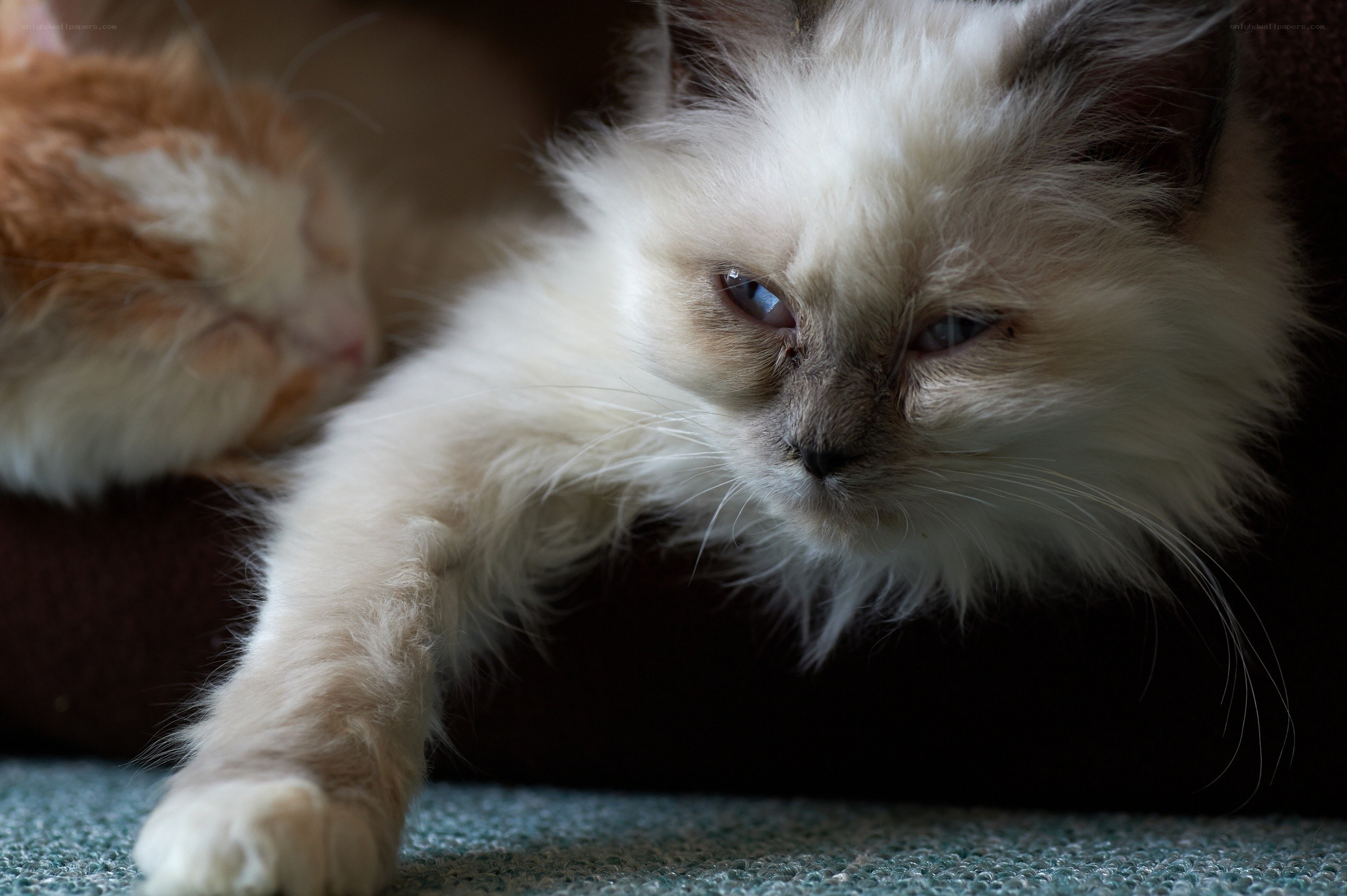 fluffy cat with blue eyes