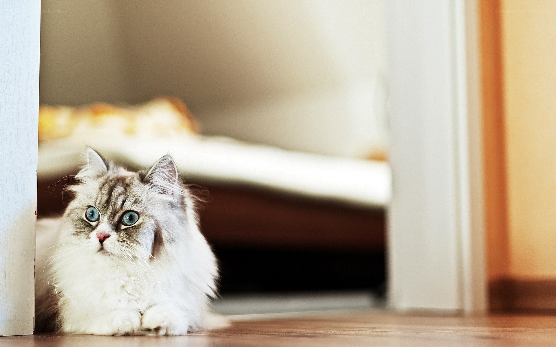 fluffy cat with blue eyes