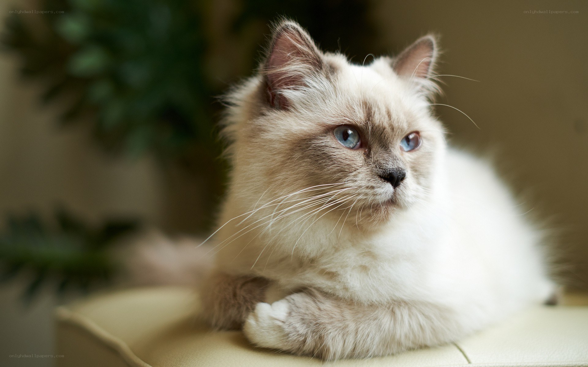 fluffy cat with blue eyes