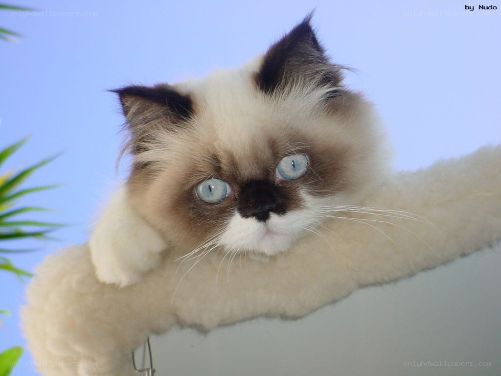 fluffy cat with blue eyes