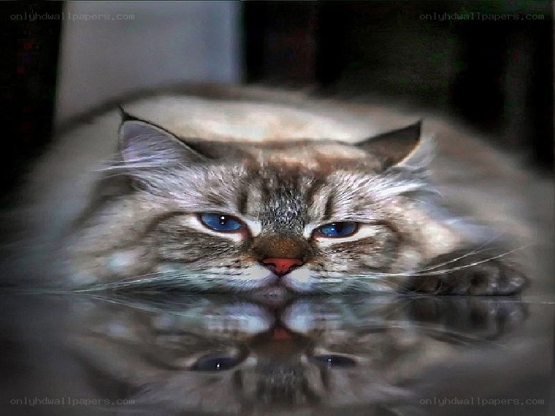 fluffy cat with blue eyes