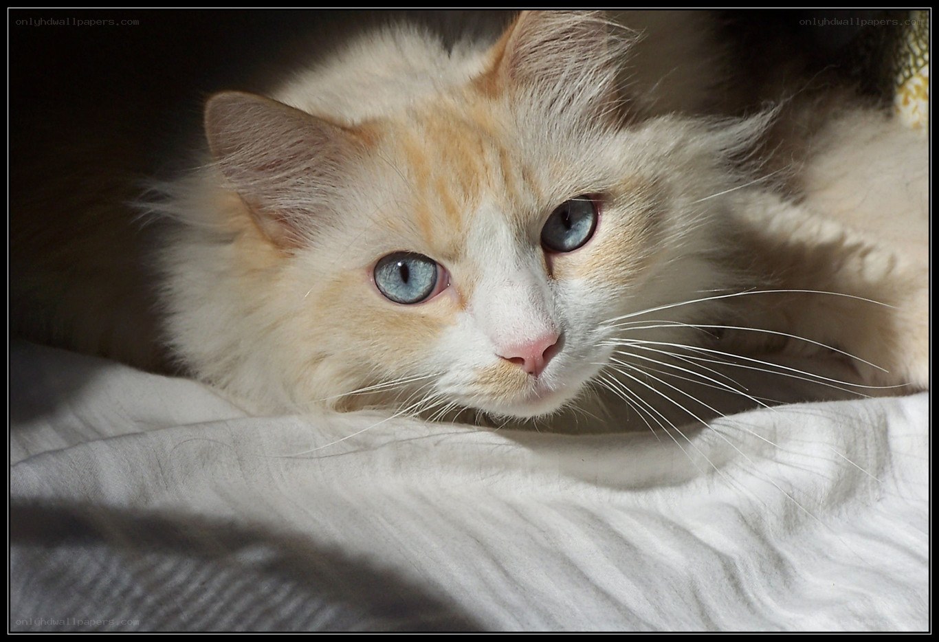 fluffy cat with blue eyes