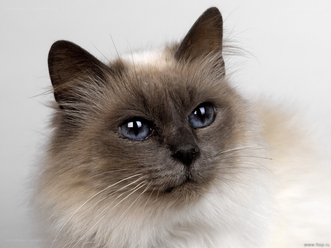fluffy cat with blue eyes
