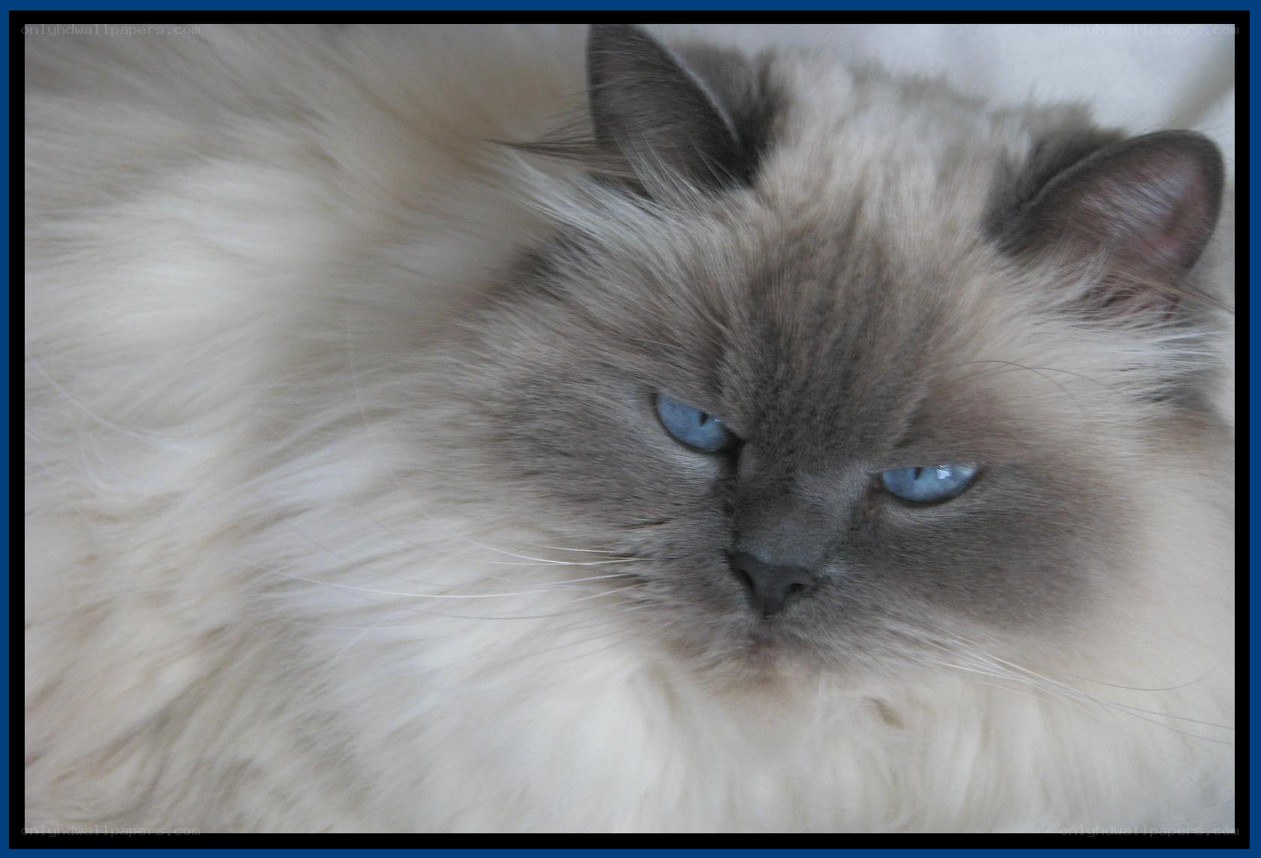 fluffy cat with blue eyes