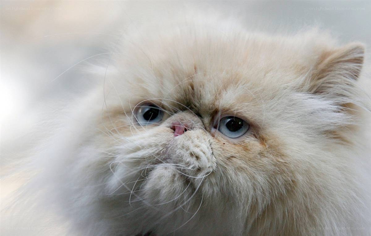 fluffy cat with blue eyes