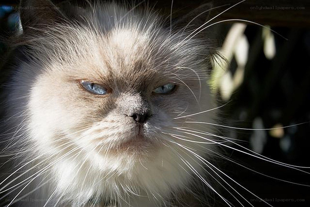 fluffy cat with blue eyes