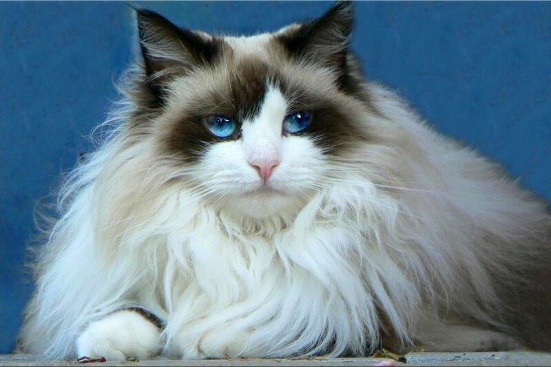 fluffy cat with blue eyes