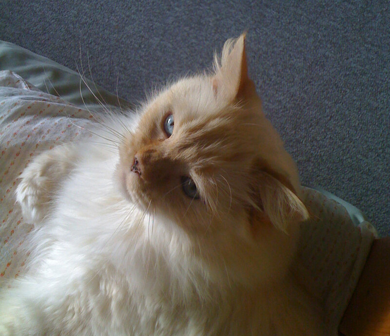 fluffy cat with blue eyes