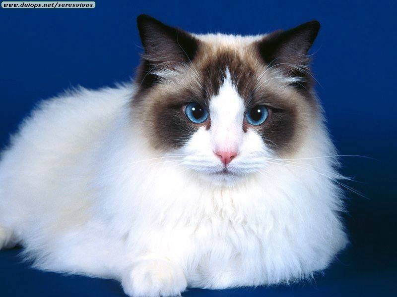 fluffy cat with blue eyes