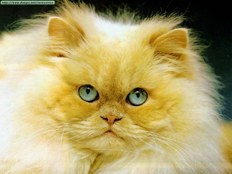 fluffy cat with blue eyes