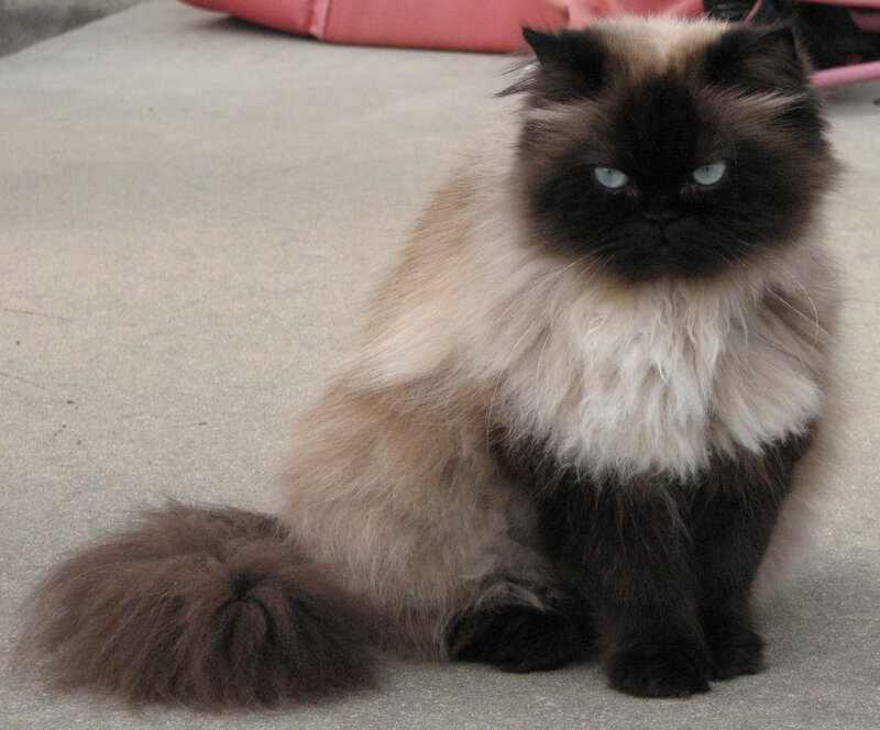 fluffy cat with blue eyes
