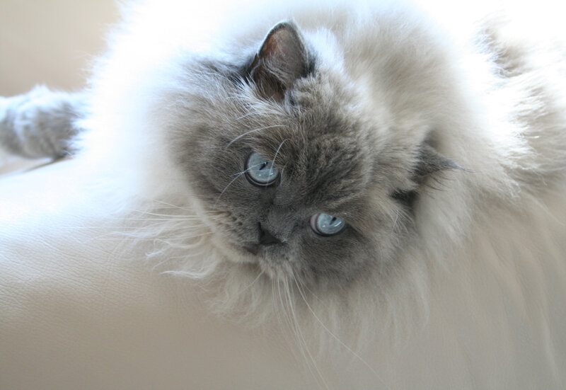 fluffy cat with blue eyes