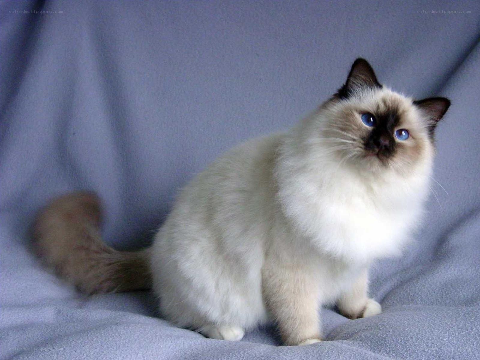fluffy cat with blue eyes