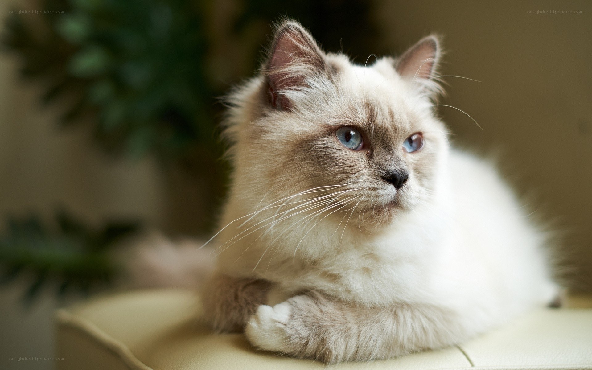fluffy cat with blue eyes