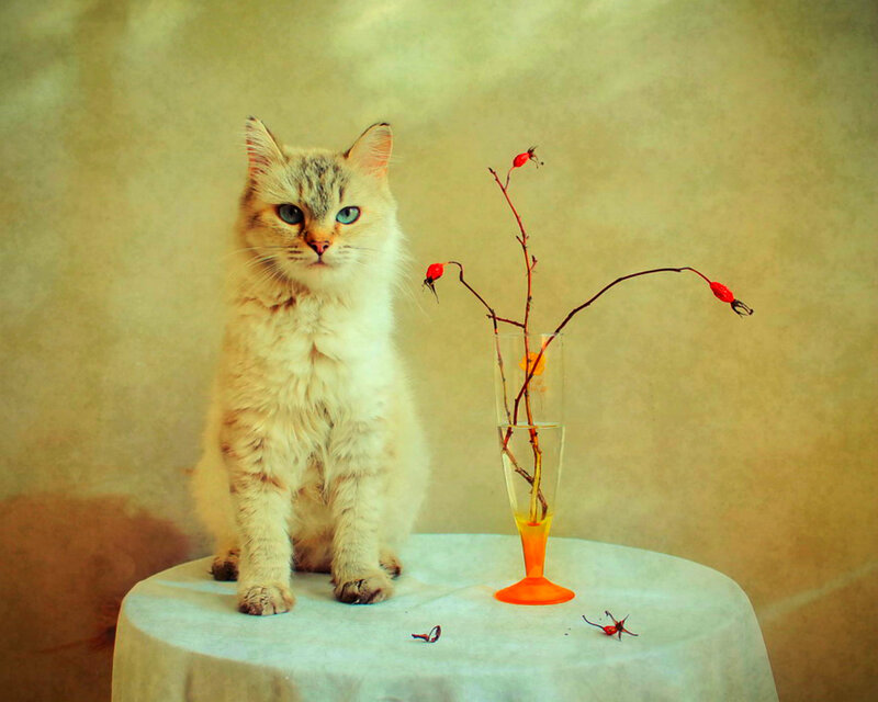 Fluffy Cat with Blue Eyes — Beige