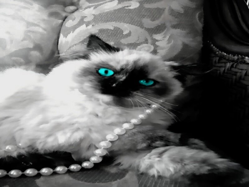 Fluffy Cat with Blue Eyes — Black, Calm