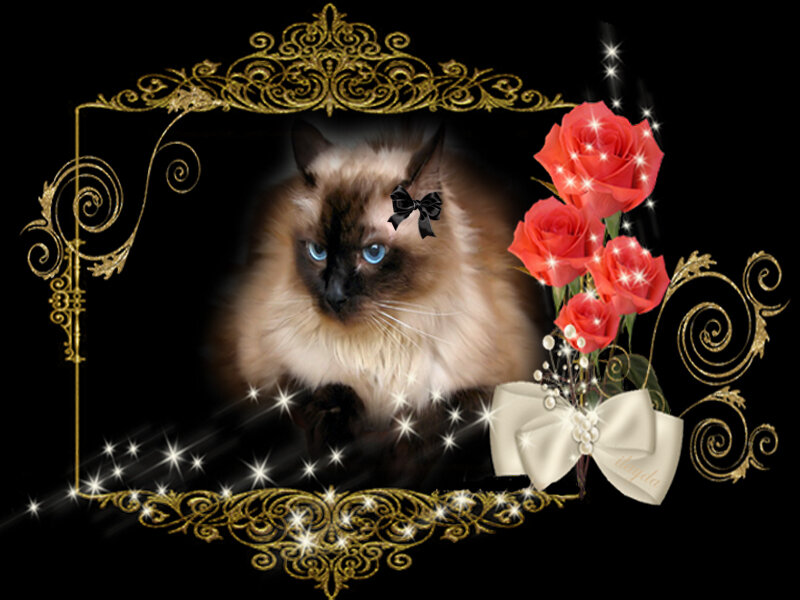 Fluffy Cat with Blue Eyes — Black