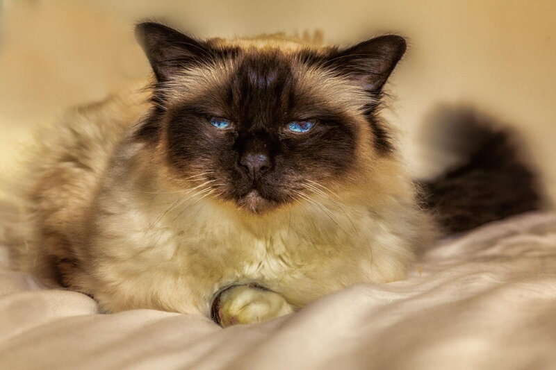 Fluffy Cat with Blue Eyes — Brown, Calm