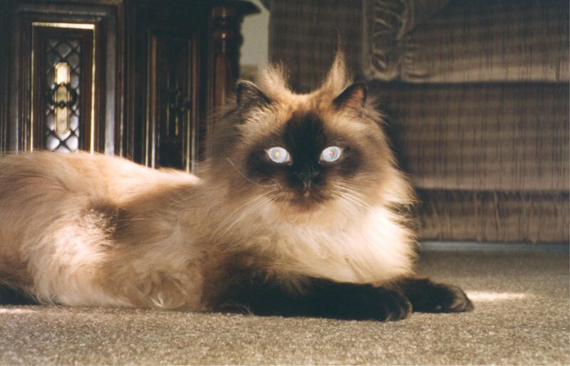 Fluffy Cat with Blue Eyes — Brown