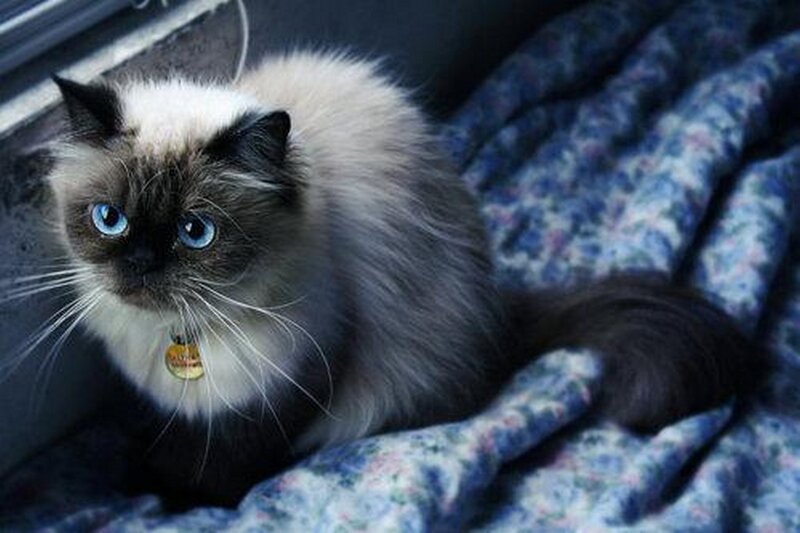 Fluffy Cat with Blue Eyes — Calm, Photograph, Blanket