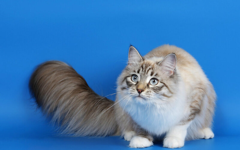Fluffy Cat with Blue Eyes — Calm, Photograph, Blue Background
