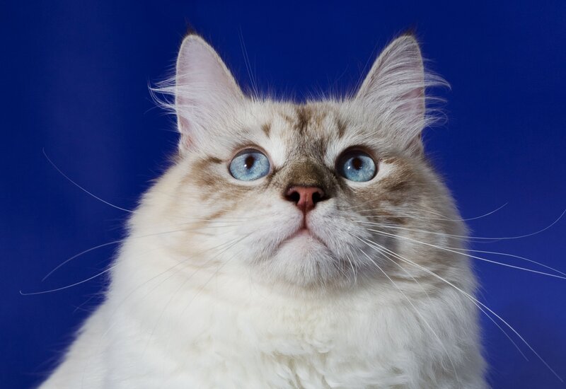 Fluffy Cat with Blue Eyes — Calm, Photograph, Blue Background, Whiskers