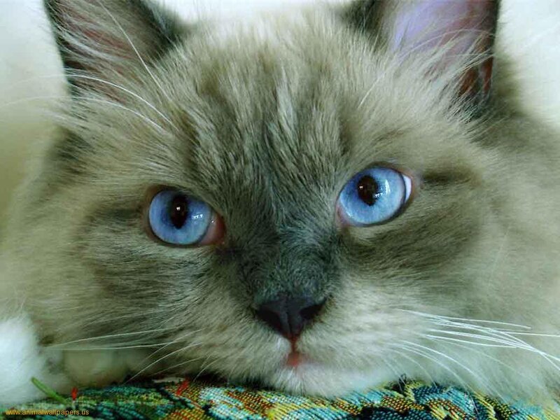 Fluffy Cat with Blue Eyes — Calm, Photograph