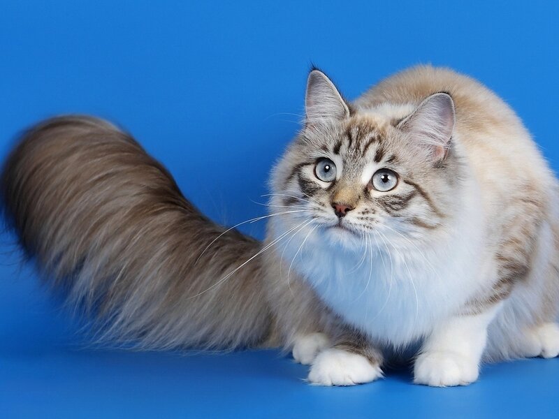 Fluffy Cat with Blue Eyes — Calm