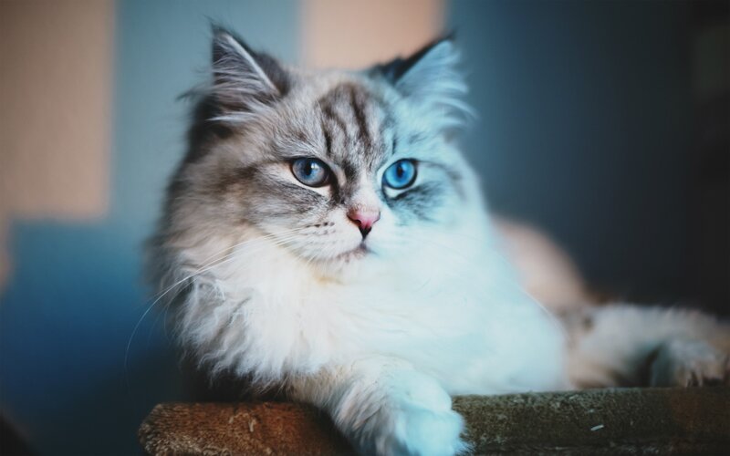 Fluffy Cat with Blue Eyes — Couch