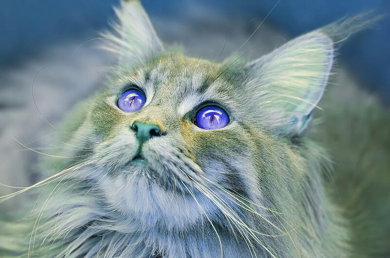Fluffy Cat with Blue Eyes — Curious