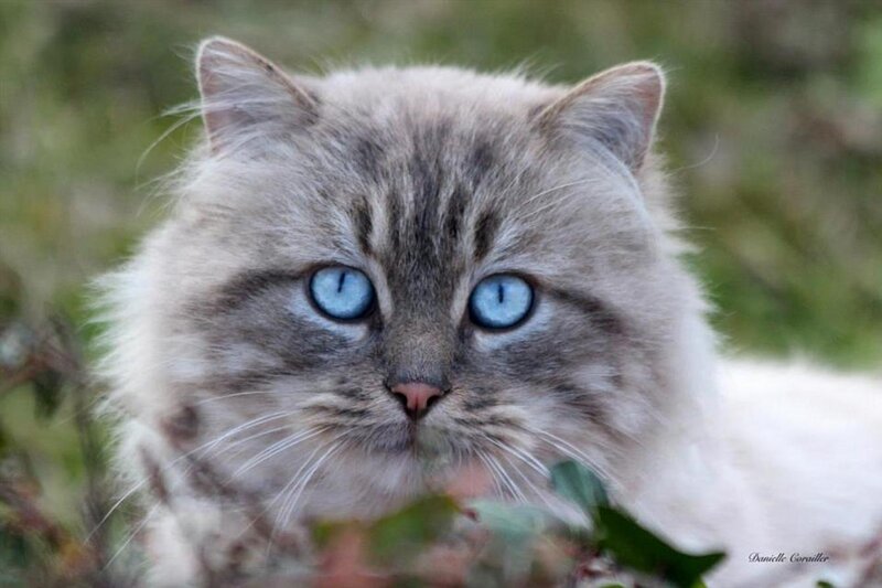 Fluffy Cat with Blue Eyes — Gray, Calm, Afternoon