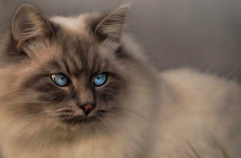 Fluffy Cat with Blue Eyes — Gray, Calm, Digital Art