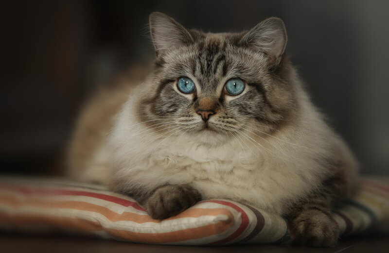 Fluffy Cat with Blue Eyes — Gray, Calm, Photograph