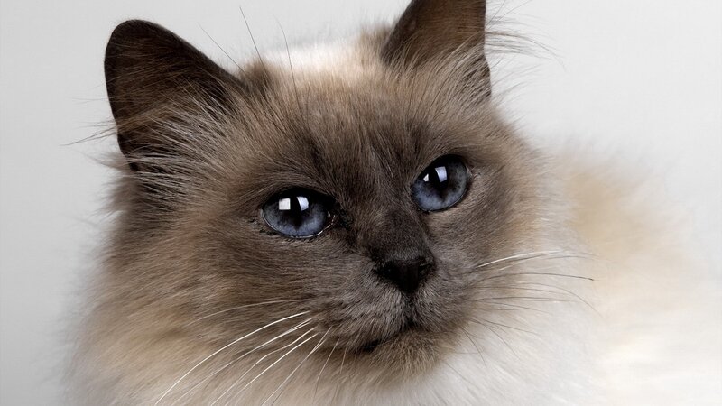 Fluffy Cat with Blue Eyes — Gray, Calm