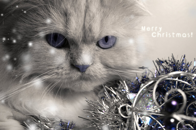 Fluffy Cat with Blue Eyes — Gray, Festive