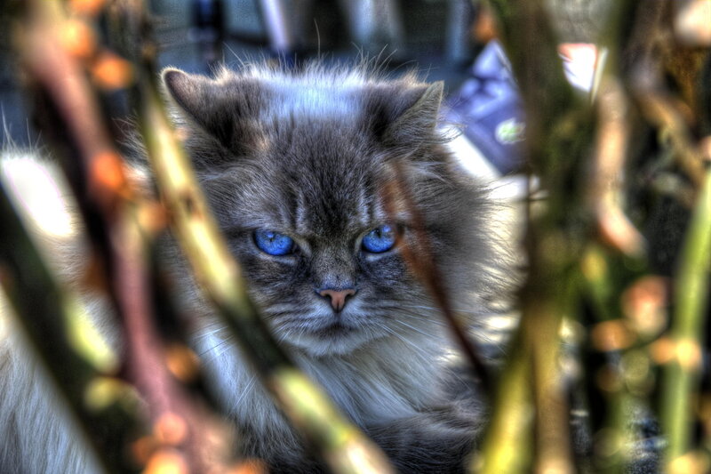 Fluffy Cat with Blue Eyes — Gray, Intense