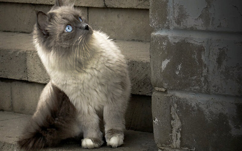 Fluffy Cat with Blue Eyes — Gray