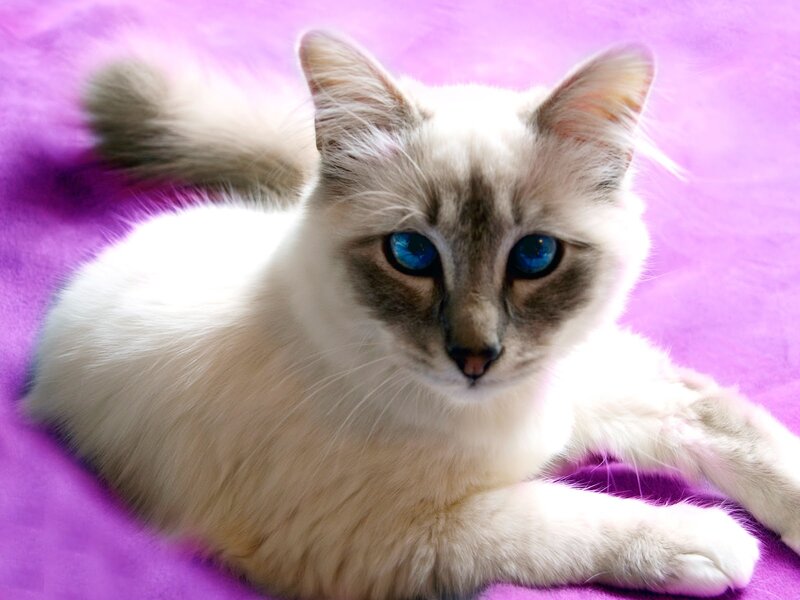 Fluffy Cat with Blue Eyes — Purple, Calm