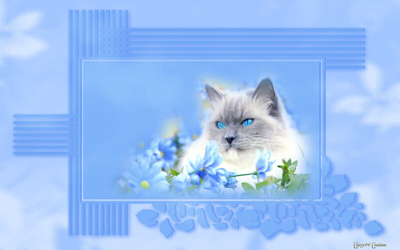 Fluffy Cat with Blue Eyes — Serene
