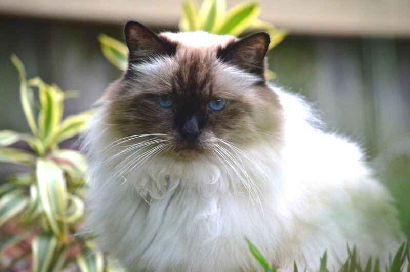 Fluffy Cat with Blue Eyes — White, Calm, Afternoon, Photograph, Plant