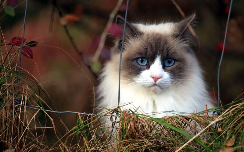 Fluffy Cat with Blue Eyes — White, Calm, Autumn