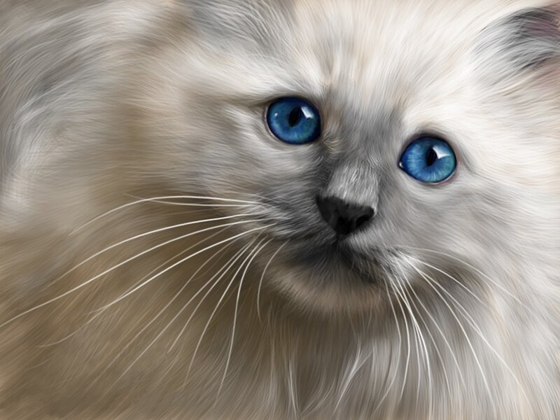 Fluffy Cat with Blue Eyes — White, Calm, Digital Art