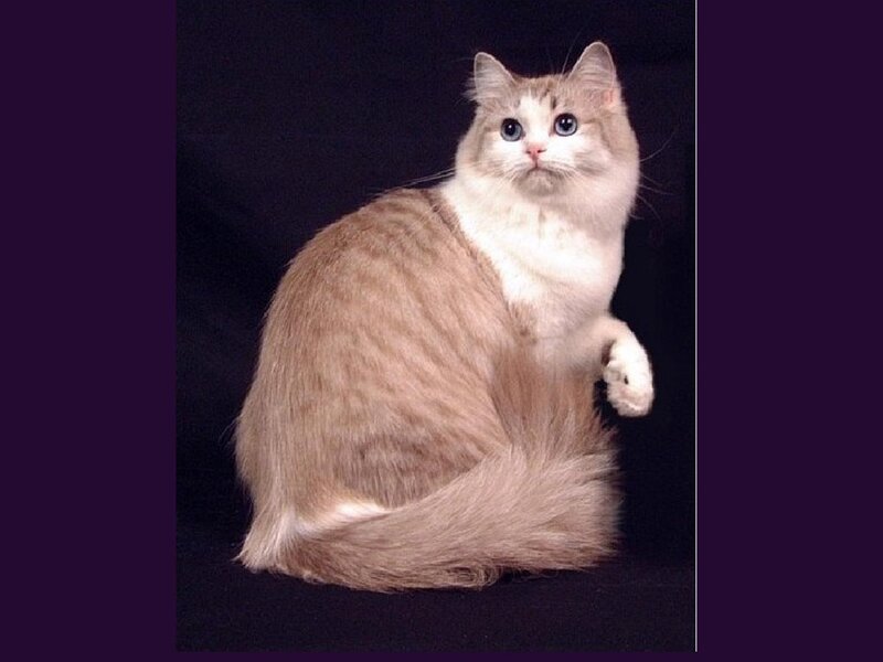 Fluffy Cat with Blue Eyes — White, Calm, Photograph, Black Background