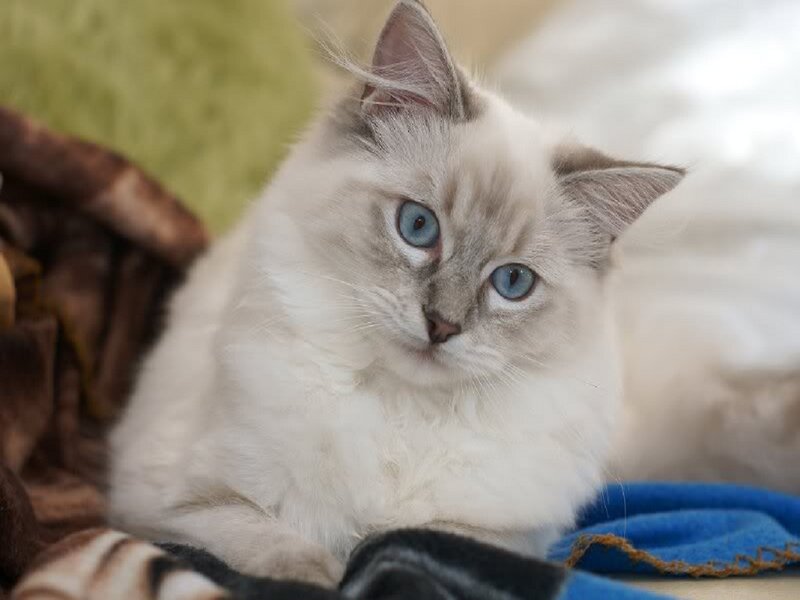 Fluffy Cat with Blue Eyes — White, Calm, Photograph, Blanket, Pillow
