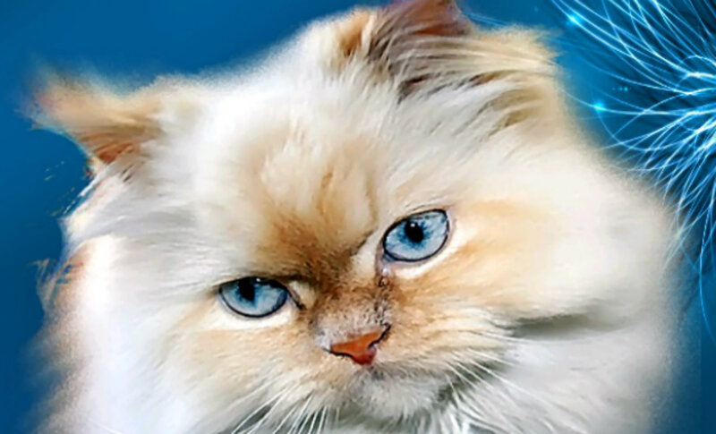 Fluffy Cat with Blue Eyes — White, Calm, Photograph, Blue Background, Glowing Lines