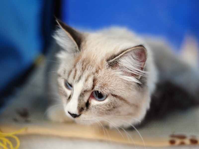 Fluffy Cat with Blue Eyes — White, Calm, Photograph, Blue Background, Yellow String